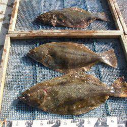 大進丸（愛知） 釣果