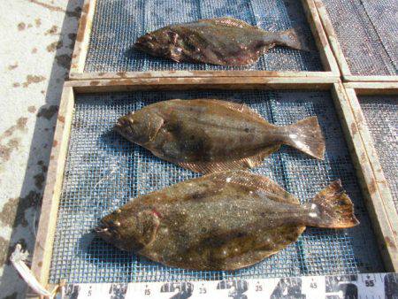 大進丸（愛知） 釣果