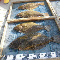 大進丸（愛知） 釣果