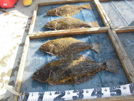 大進丸（愛知） 釣果