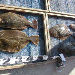 大進丸（愛知） 釣果