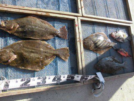 大進丸（愛知） 釣果