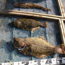 大進丸（愛知） 釣果