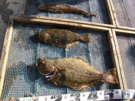 大進丸（愛知） 釣果