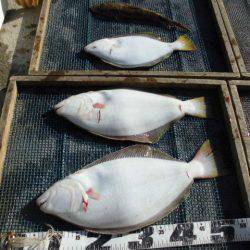 大進丸（愛知） 釣果