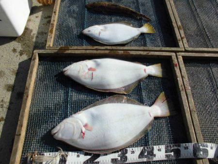 大進丸（愛知） 釣果