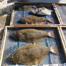 大進丸（愛知） 釣果