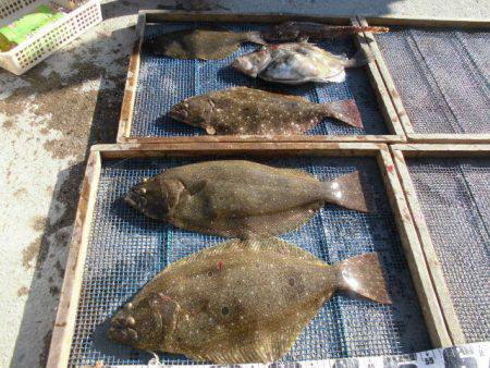 大進丸（愛知） 釣果