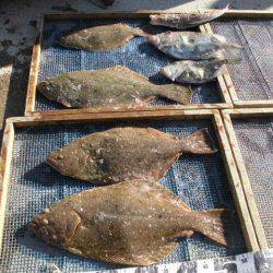 大進丸（愛知） 釣果