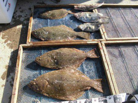 大進丸（愛知） 釣果