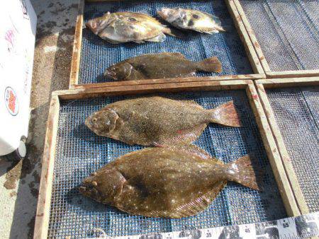 大進丸（愛知） 釣果