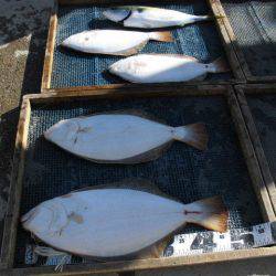 大進丸（愛知） 釣果