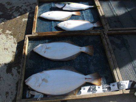 大進丸（愛知） 釣果