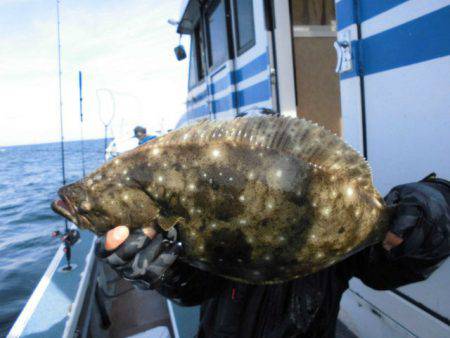 大進丸（愛知） 釣果