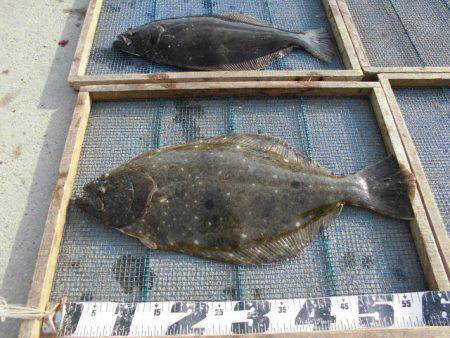 大進丸（愛知） 釣果