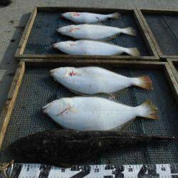 大進丸（愛知） 釣果