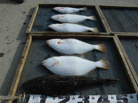 大進丸（愛知） 釣果