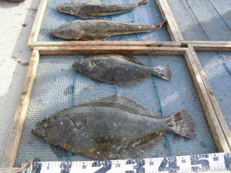 大進丸（愛知） 釣果