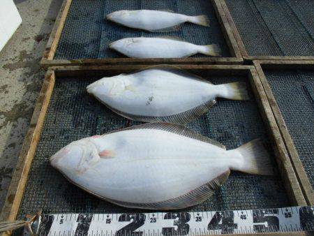 大進丸（愛知） 釣果