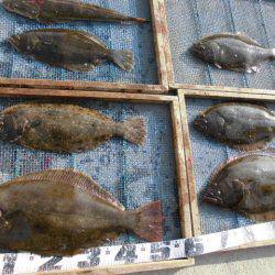 大進丸（愛知） 釣果