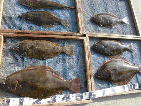 大進丸（愛知） 釣果