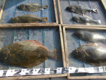 大進丸（愛知） 釣果