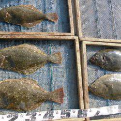 大進丸（愛知） 釣果