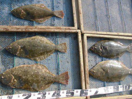 大進丸（愛知） 釣果