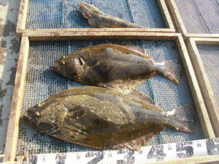 大進丸（愛知） 釣果