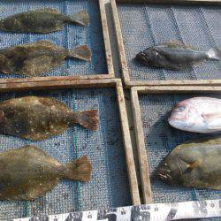 大進丸（愛知） 釣果