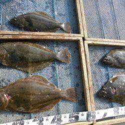 大進丸（愛知） 釣果