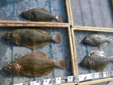 大進丸（愛知） 釣果