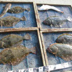 大進丸（愛知） 釣果