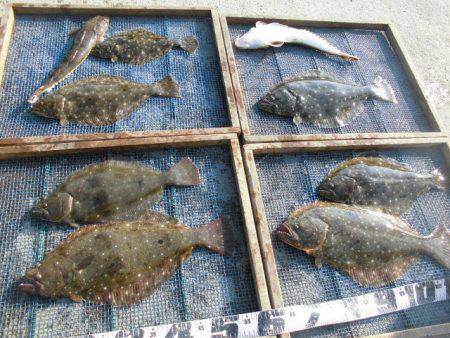 大進丸（愛知） 釣果