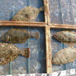 大進丸（愛知） 釣果