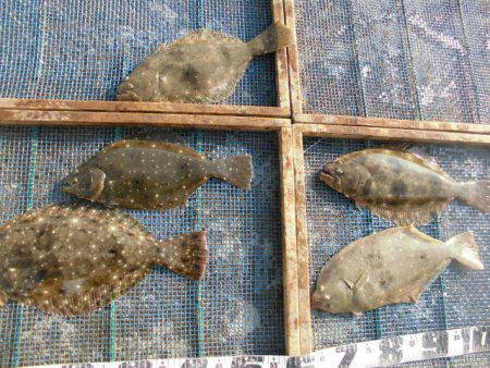 大進丸（愛知） 釣果