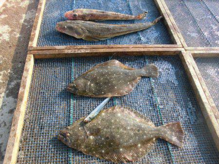 大進丸（愛知） 釣果