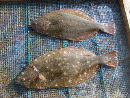 大進丸（愛知） 釣果