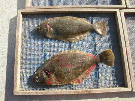 大進丸（愛知） 釣果