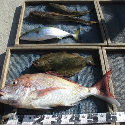 大進丸（愛知） 釣果