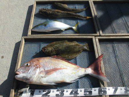 大進丸（愛知） 釣果