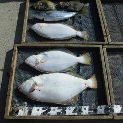 大進丸（愛知） 釣果