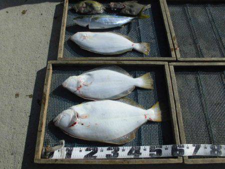 大進丸（愛知） 釣果