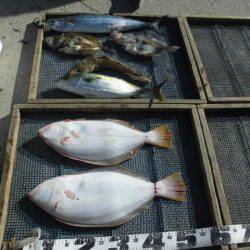 大進丸（愛知） 釣果