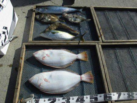 大進丸（愛知） 釣果