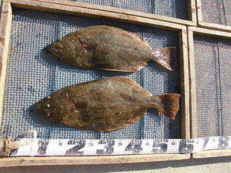 大進丸（愛知） 釣果