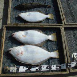 大進丸（愛知） 釣果