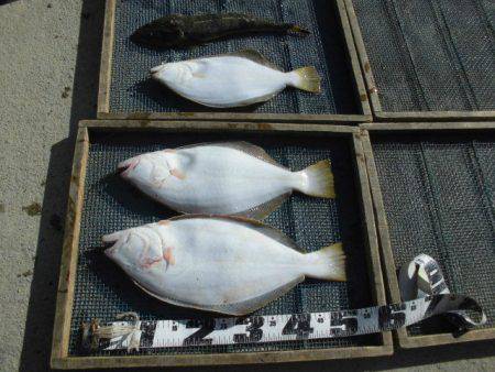 大進丸（愛知） 釣果