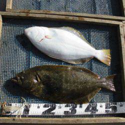 大進丸（愛知） 釣果