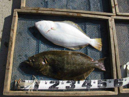 大進丸（愛知） 釣果